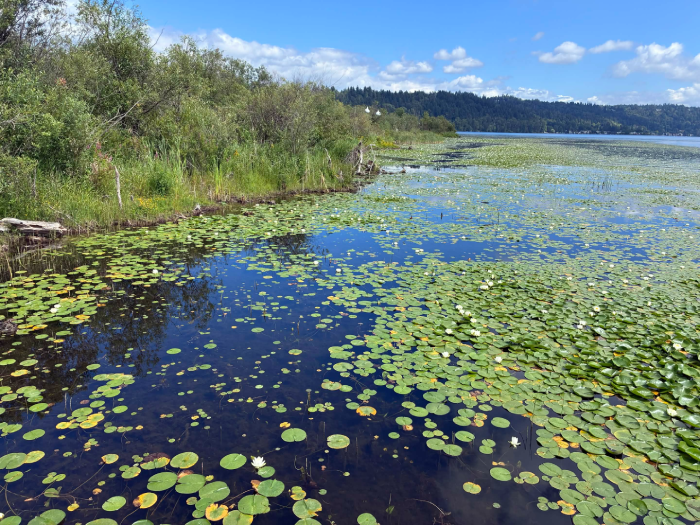Lake Sammamish with beautiful blue water and lots of lilypads